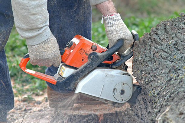 How Our Tree Care Process Works  in  Dunean, SC