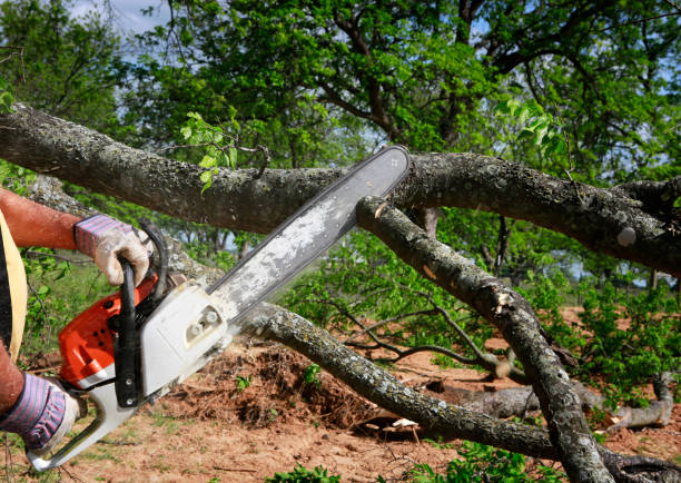 Lawn Renovation and Restoration in Dunean, SC